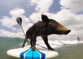 Surfing Pig 1 